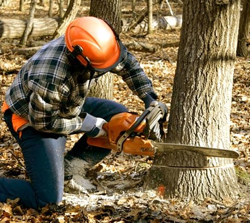 Tree Removal in Passadumkeag, ME